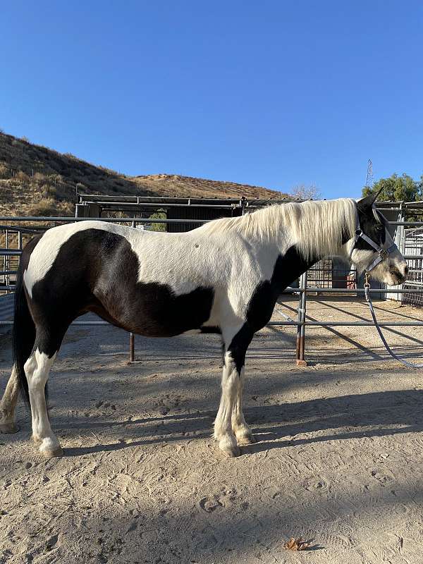 lesson-paint-paso-fino-horse