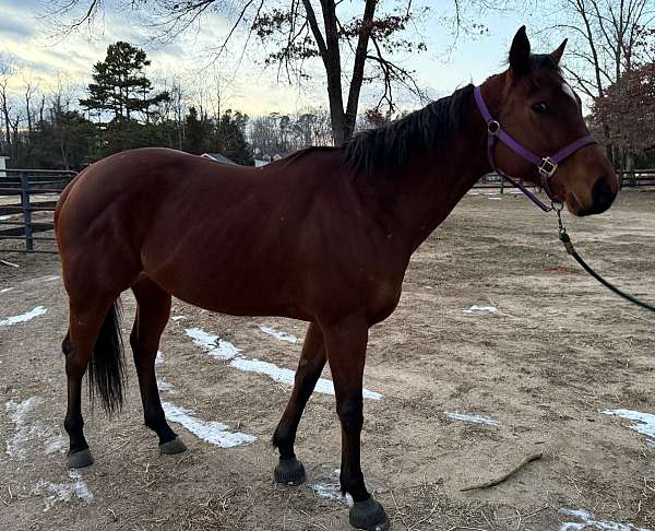 thoroughbred-horse-for-sale