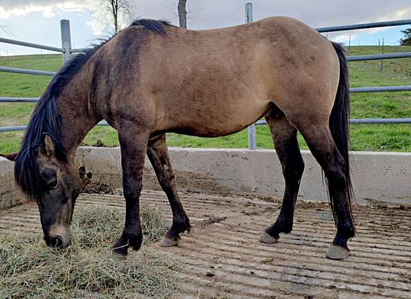 grulla-rodeo-pony