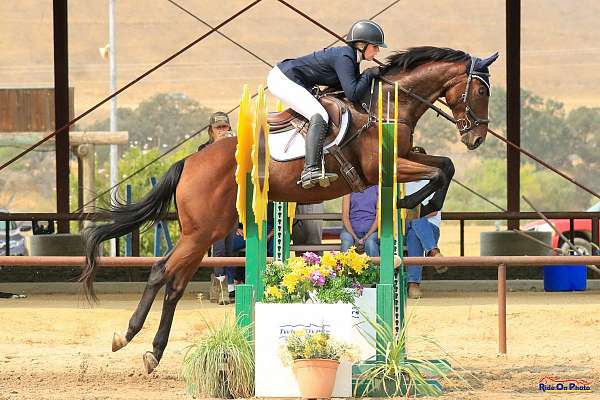 paso-robles-thoroughbred-horse