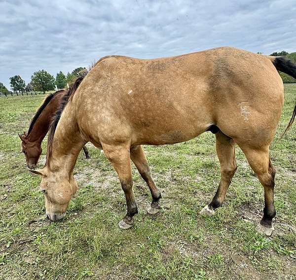 quarter-horse-gelding