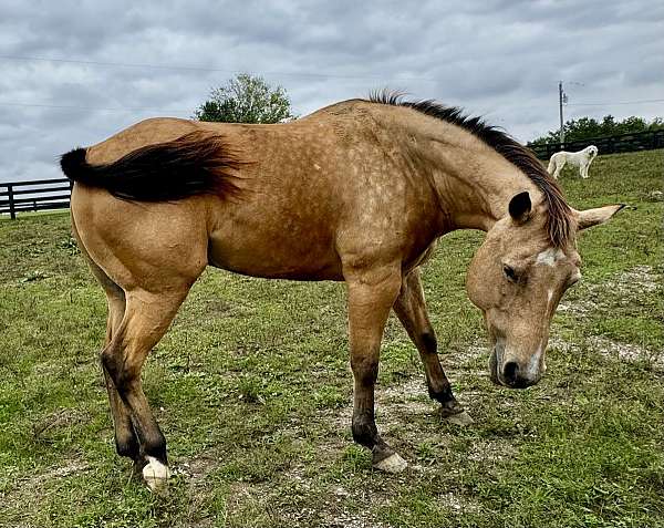 quarter-horse-for-sale