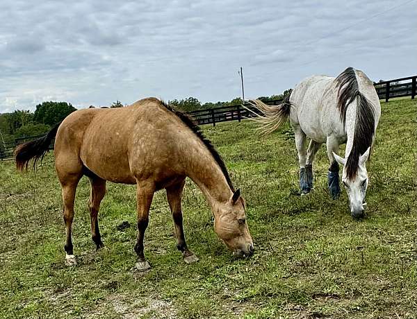 quarter-horse