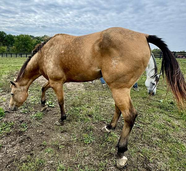 gelding