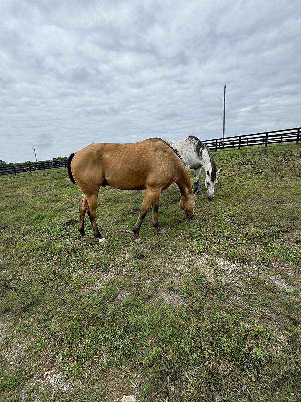 buckskin-all-around-horse