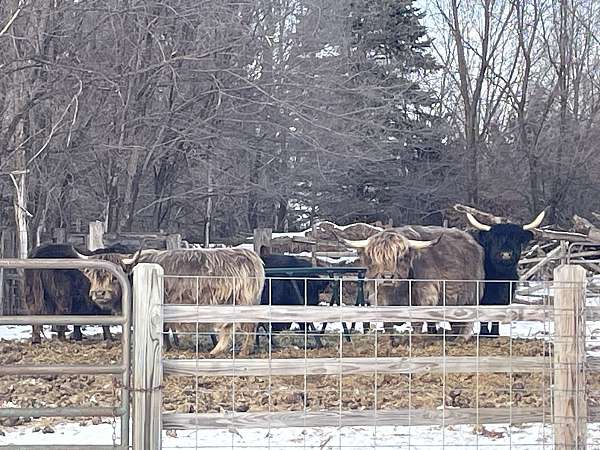 highland-coos-horse