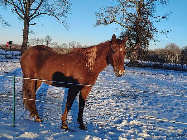 adults-quarter-horse