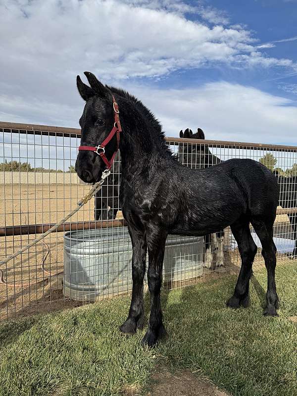 friesian-colt