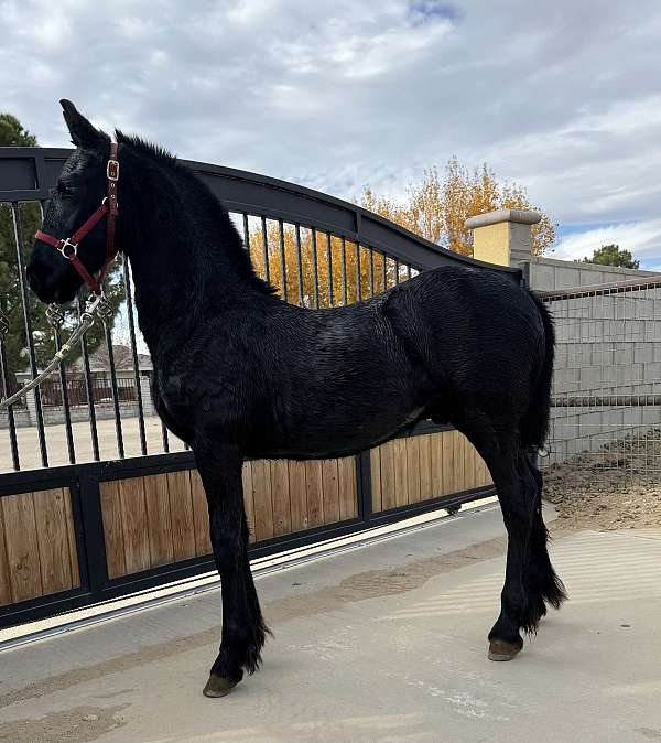 friesian-horse-for-sale