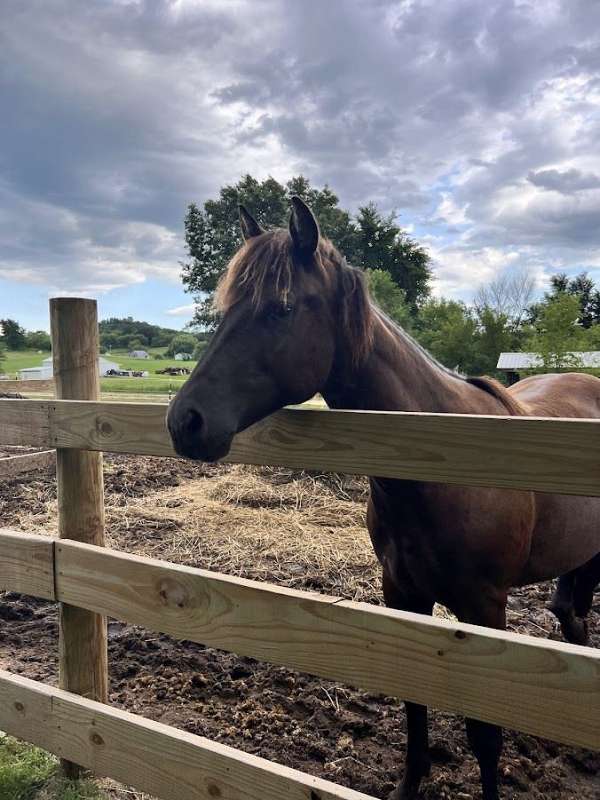 athletic-quarter-horse