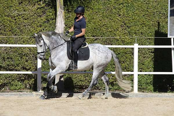 andalusian-gelding