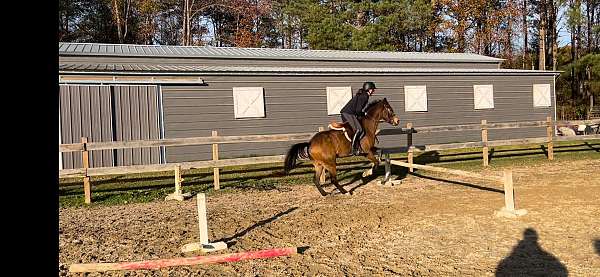 welsh-pony-for-sale