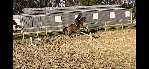 buckskin-ranch-trail-pony