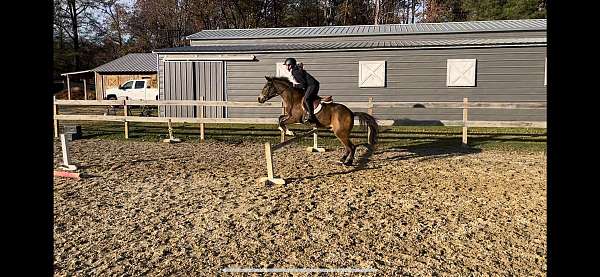 welsh-pony-gelding