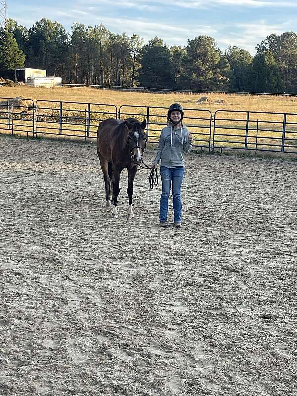 buckskin-pony-gelding