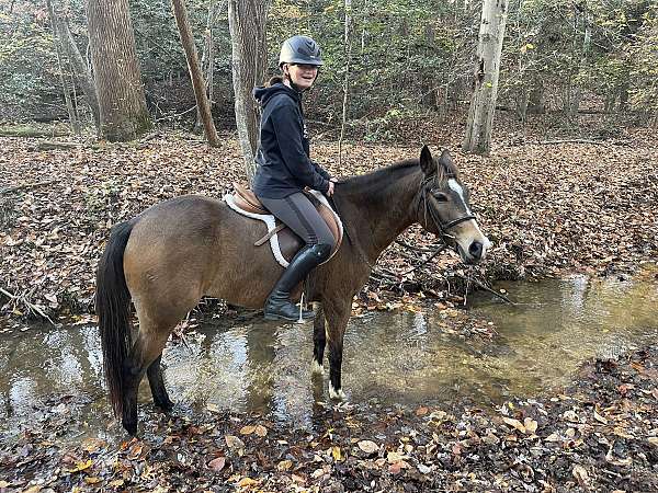 ranch-trail-gelding