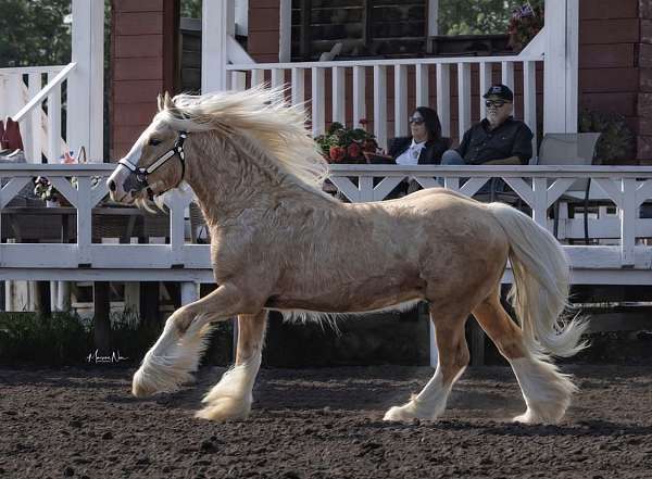 experienced-gypsy-vanner-palomino-horse