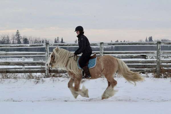 flashy-gypsy-vanner-palomino-horse