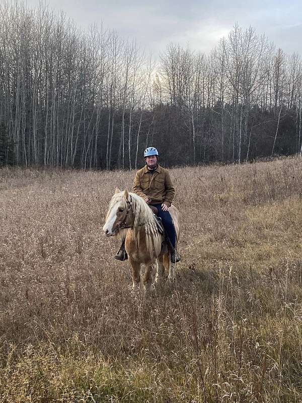 jumping-gypsy-vanner-palomino-horse