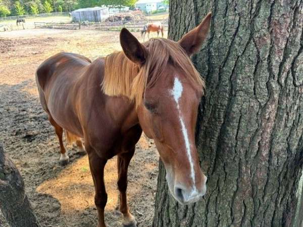 solo-horse-tennessee-walking