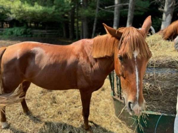 fully-broken-tennessee-walking-horse