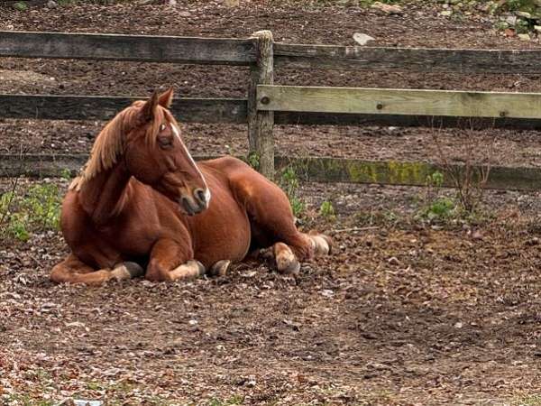 bare-back-tennessee-walking-horse