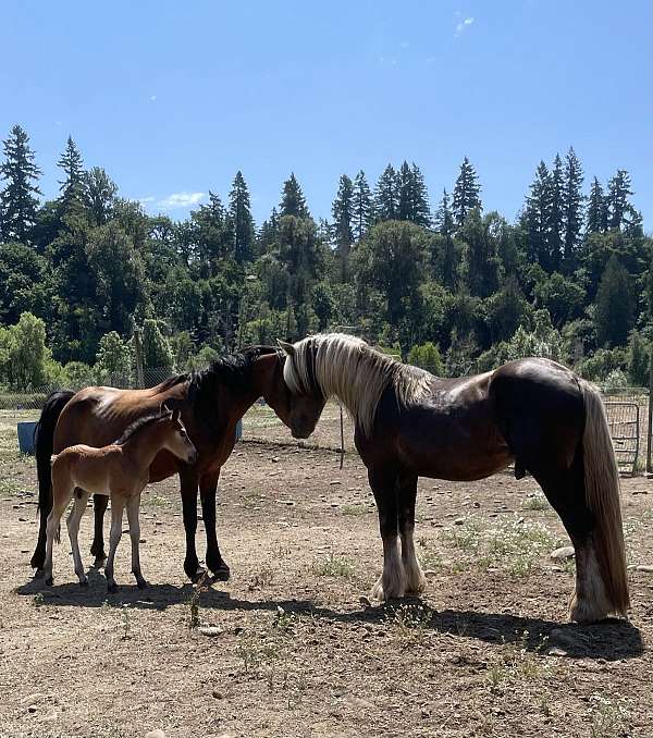 turbo-friesian-friesian-arab-cross-gypsian-gypsy-vanner-horse