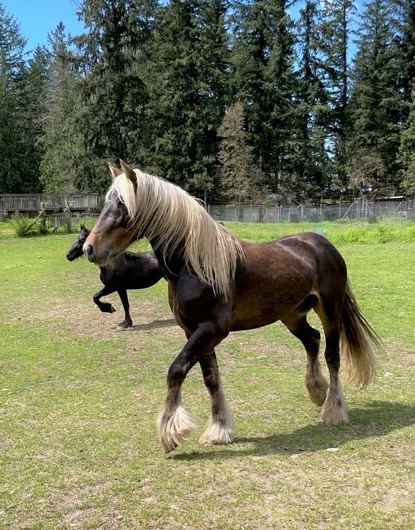 turbo-friesian-friesian-arab-cross-gypsian-gypsy-vanner-mare