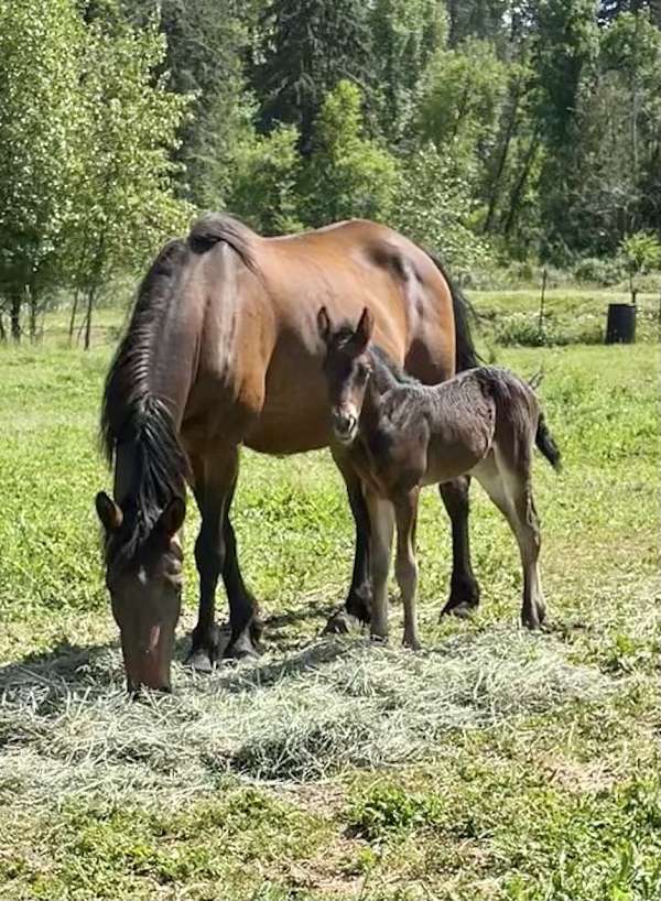 turbo-friesian-friesian-arab-cross-gypsian-gypsy-vanner-arabian-horse