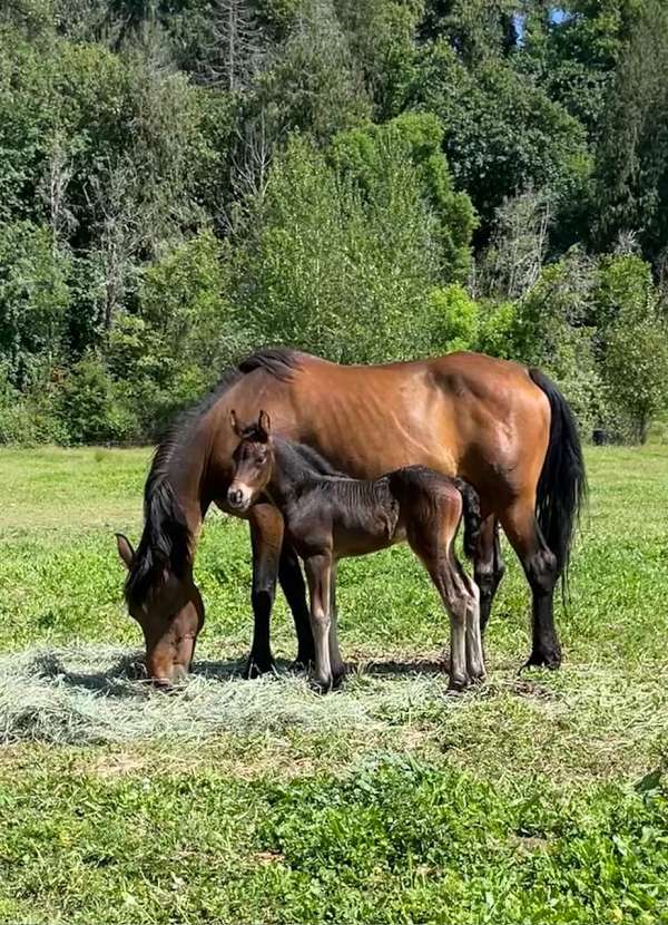 bay-silver-bay-arabian-filly