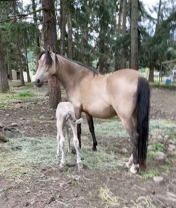 bay-silver-bay-arabian-foal