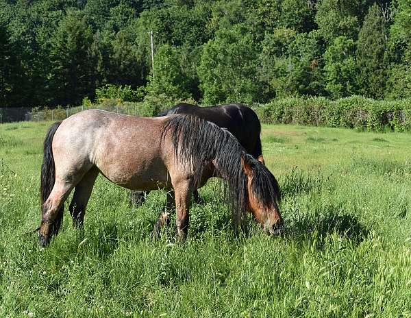 bay-mare-friesian-horse