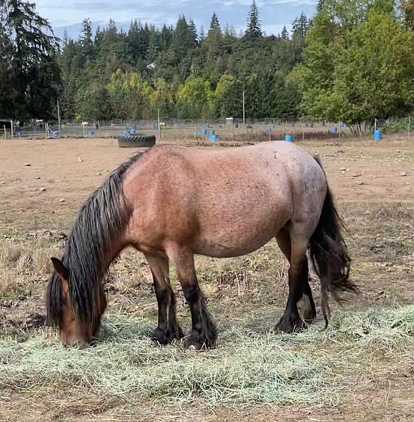 egyptian-friesian-horse