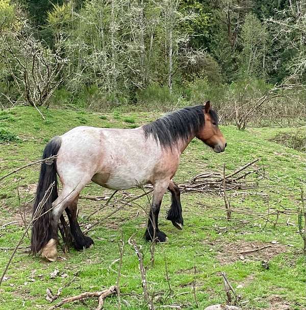 egyptian-arabian-friesian-horse