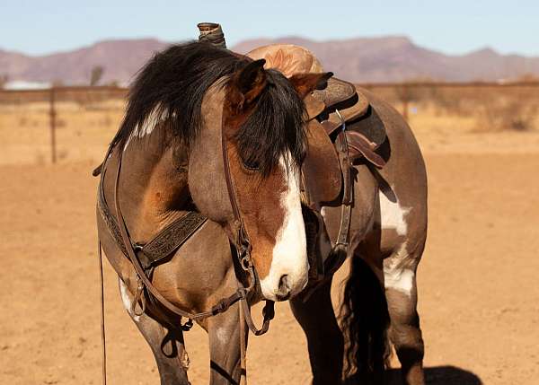 all-around-pinto-horse