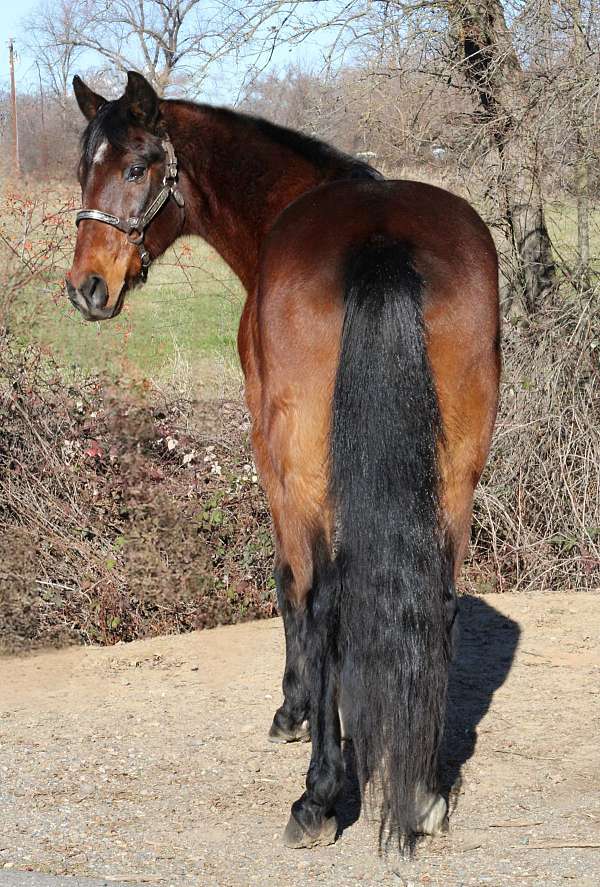 gaited-rocky-mountain-horse