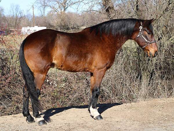 all-around-rocky-mountain-horse