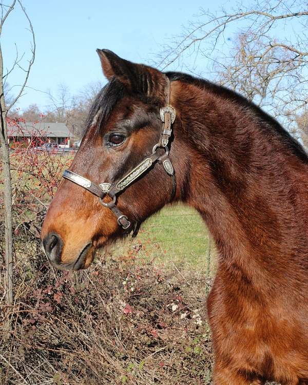 husband-safe-rocky-mountain-horse