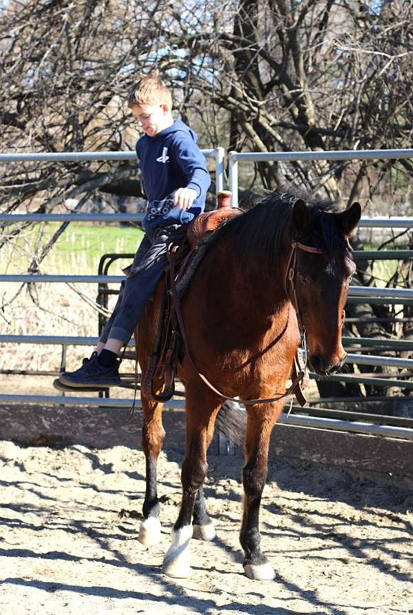 trail-rocky-mountain-horse