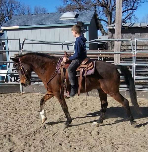 trail-riding-rocky-mountain-horse