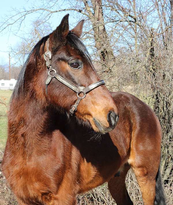 kid-safe-rocky-mountain-horse