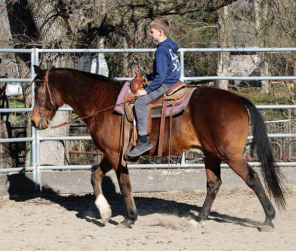 bay-rocky-mountain-gelding