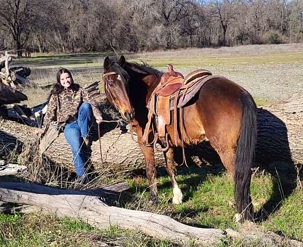 bay-gaited-horse