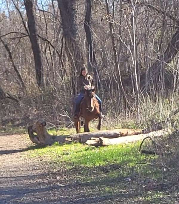 bay-husband-safe-horse