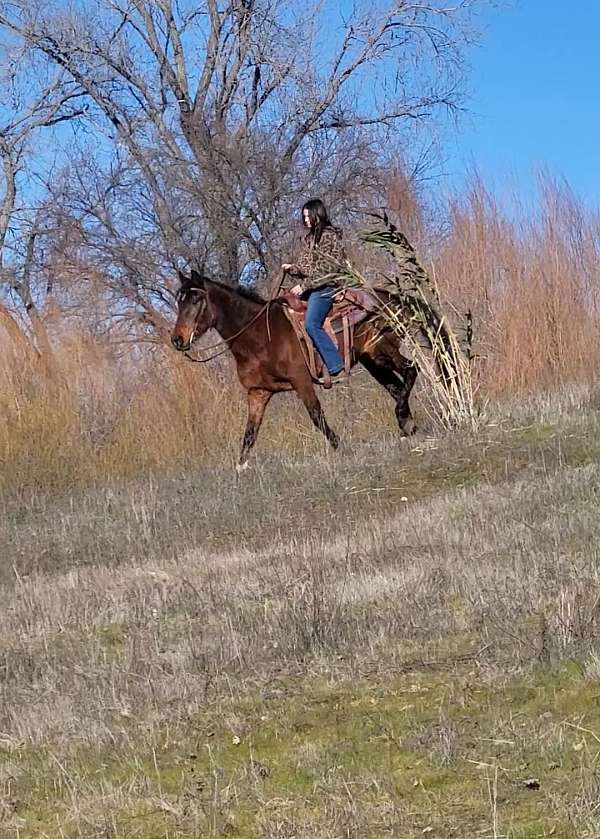 bay-kid-safe-horse