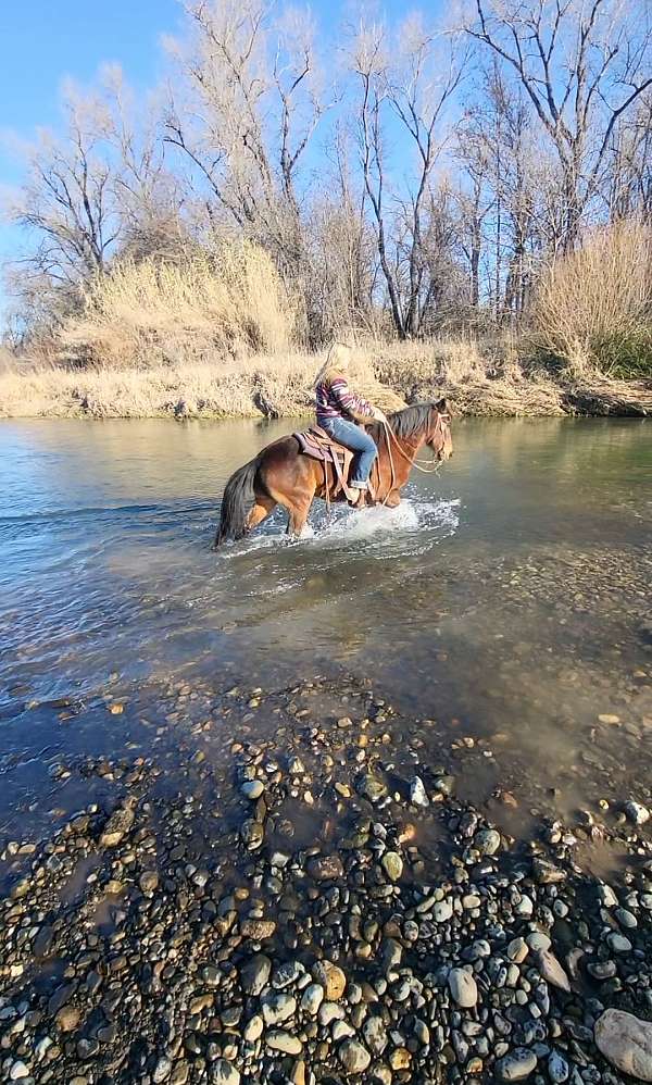 bay-trail-horse