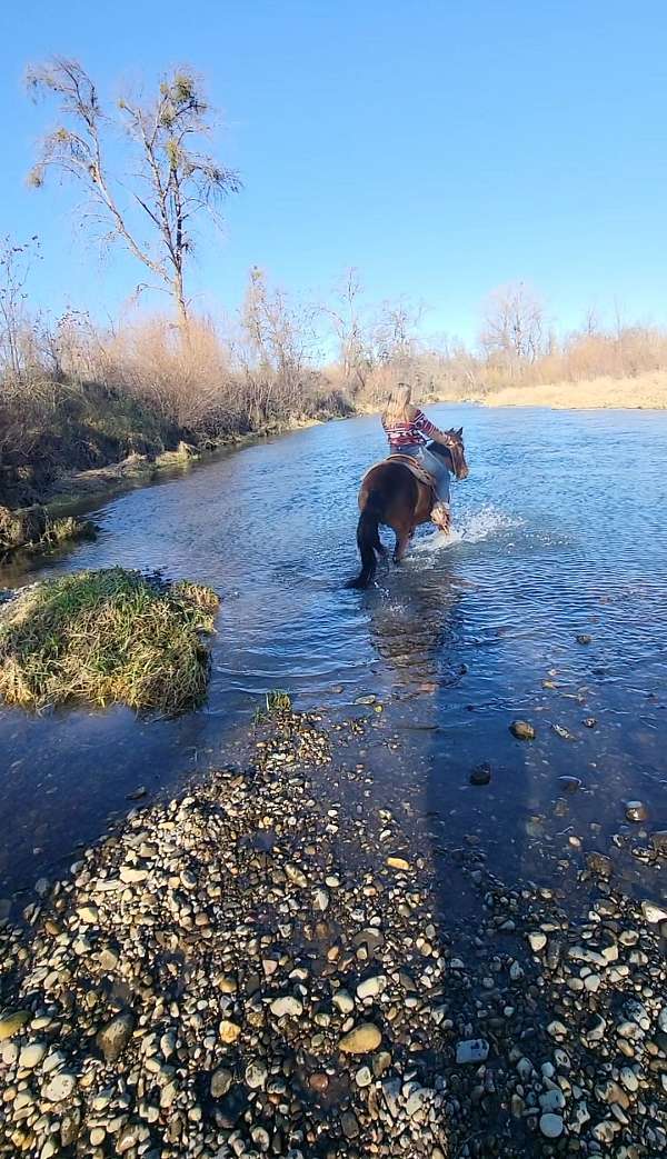 bay-trail-riding-horse