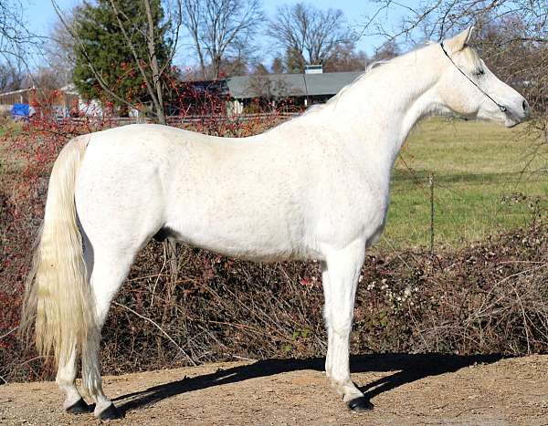 all-around-arabian-horse