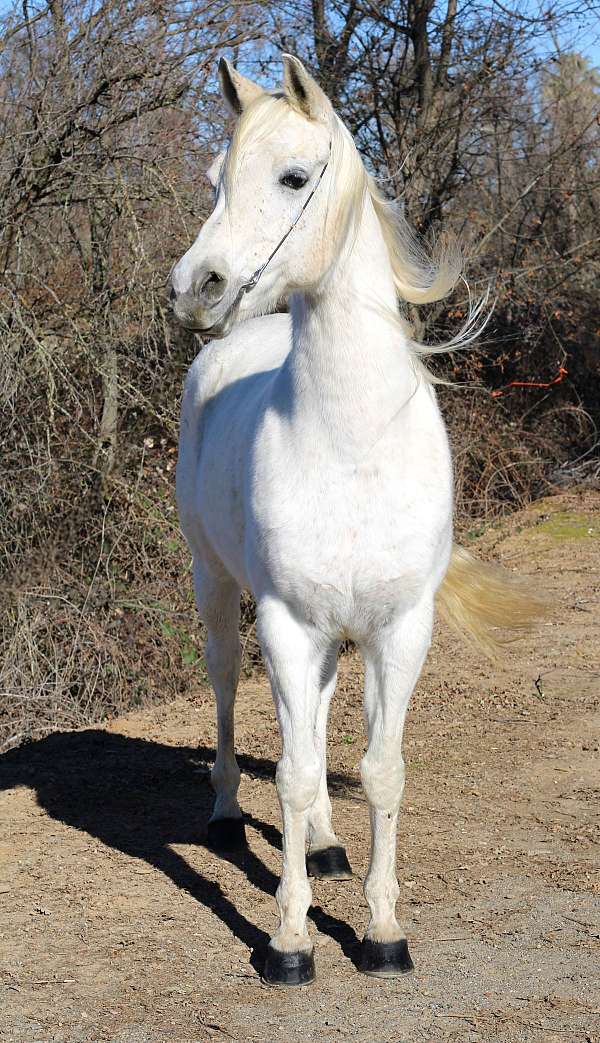 husband-safe-arabian-horse