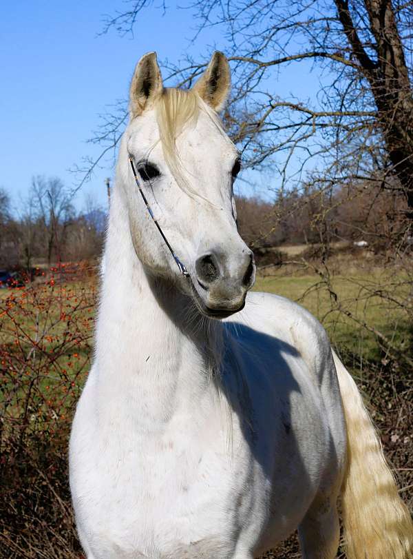 kid-safe-arabian-horse